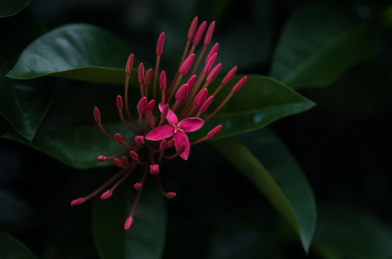 a bright pink flower is sitting amongst some green leaves