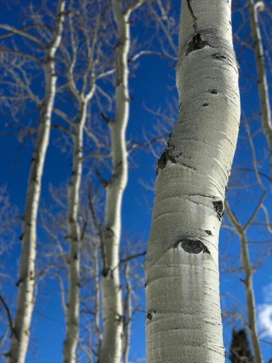 a tall tree has been trunks and it looks like the bark of this birch is dying