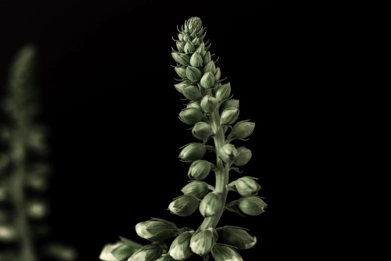 black and white po of a close up flower with one bud