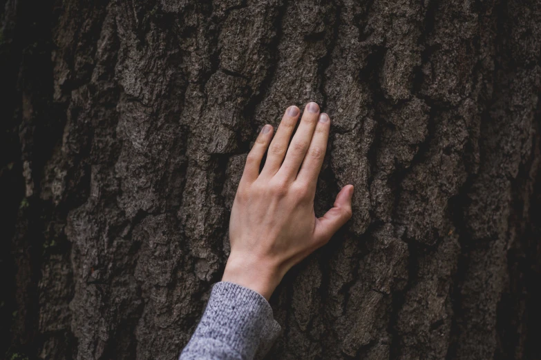 two hands holding on to the tree bark