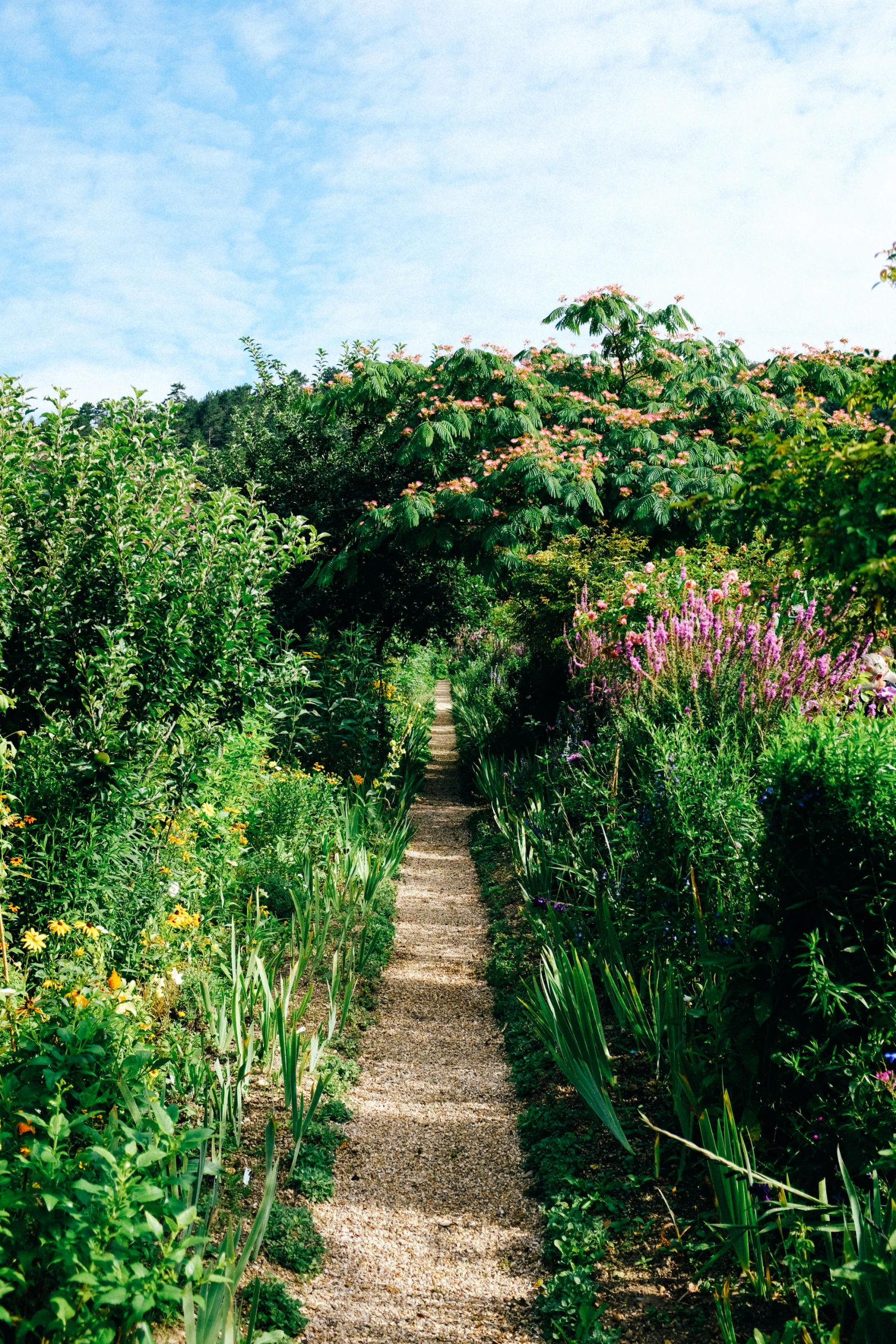 an image of a path going through the woods