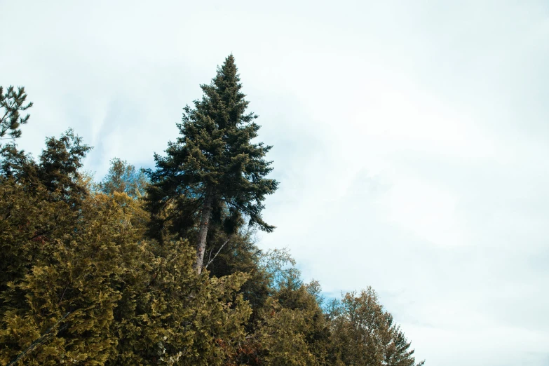 the tall trees are along the water and in the distance, a few clouds