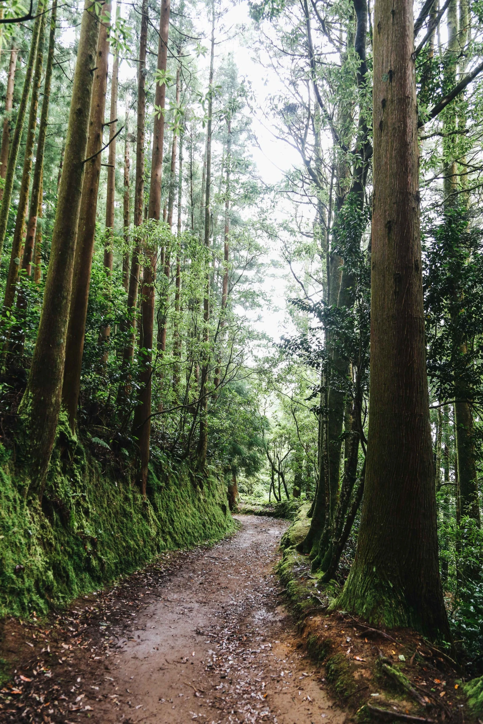 a dirt road with many trees lining it