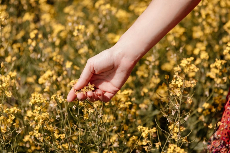 a person is reaching for some yellow flowers