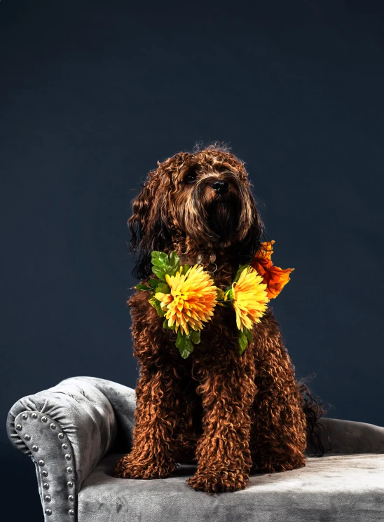 a dog with two flowers on its collar