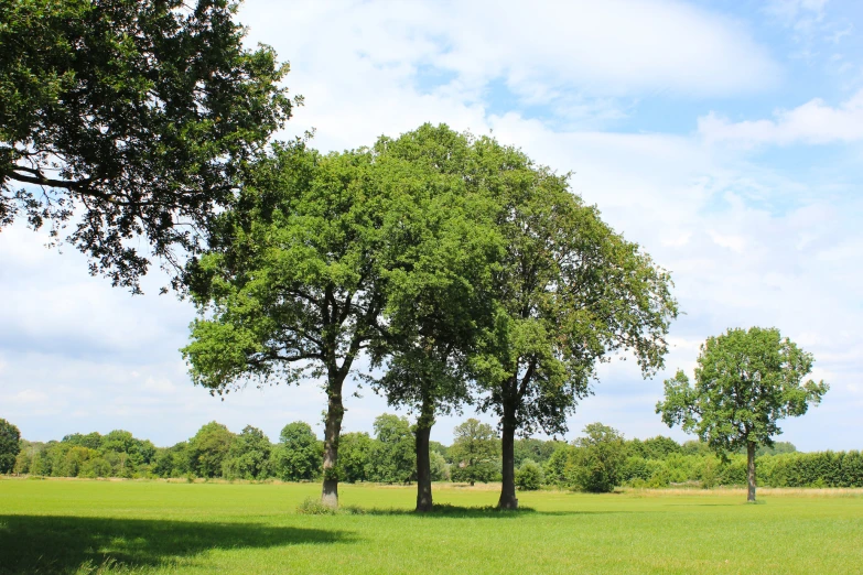 several trees are standing out in the grassy field