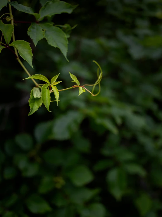 green leaves and twigs in the middle of a forest