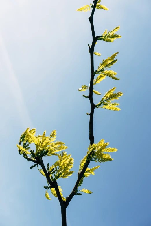 the back end of a yellow tree with leaves