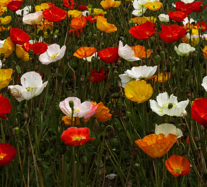 a field with lots of different colored flowers in it