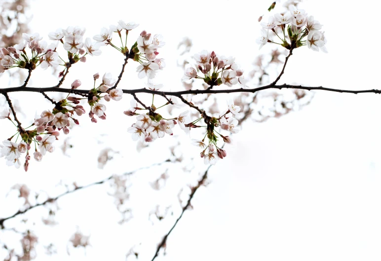 flowers are in bloom on the nch of a tree