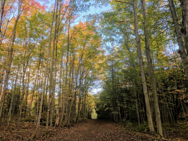 a road in the middle of a forest, surrounded by tall trees