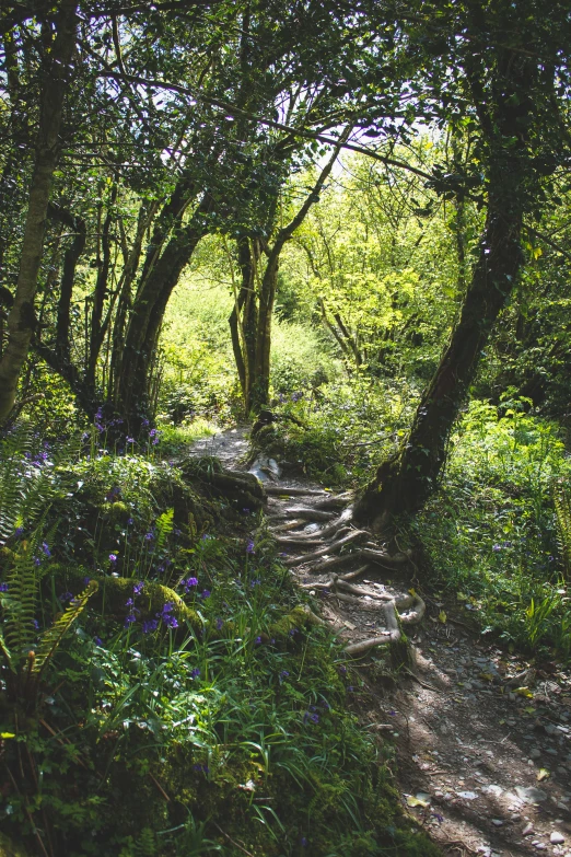 the path through the woods leads to a light in the forest