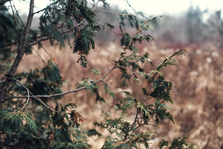 this po shows a close up view of some vegetation