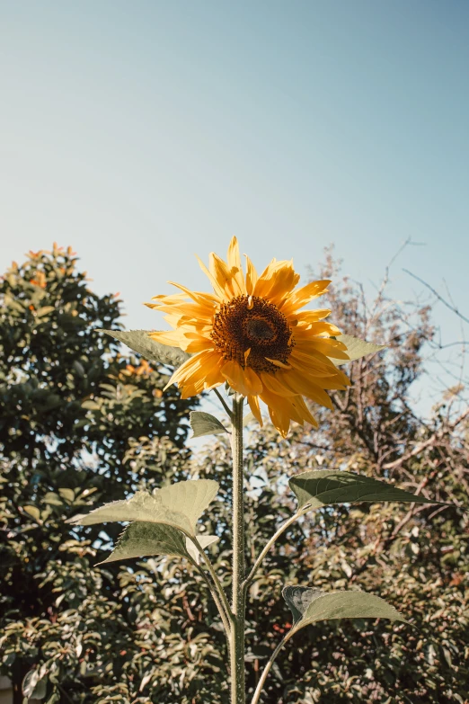 a tall sunflower stands out against the blue sky