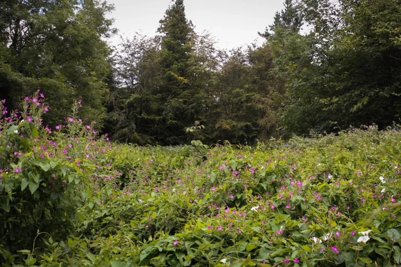 an open field that has various vegetation and trees