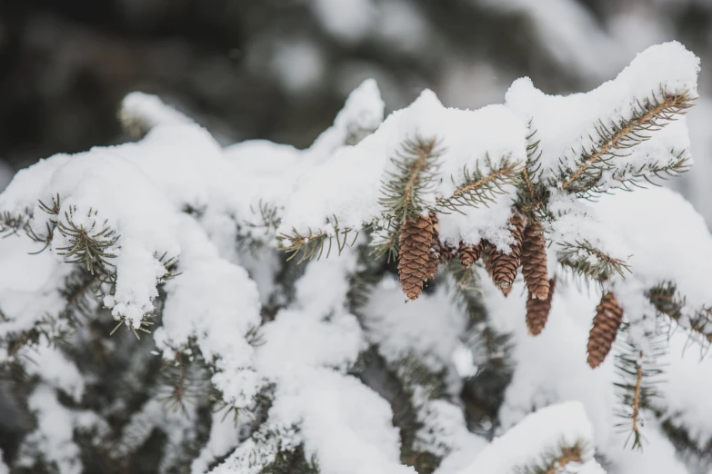 pine cones hang from a tree in winter