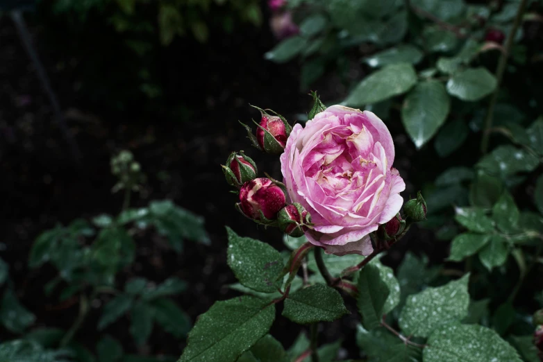 a single pink flower sits in the midst of greenery