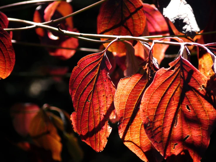 a close up view of red leaves and stems