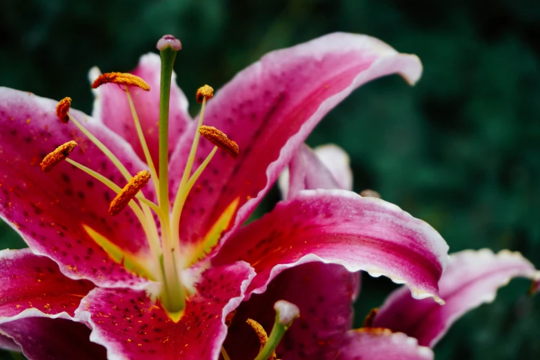 a pink flower with white and yellow stigmas