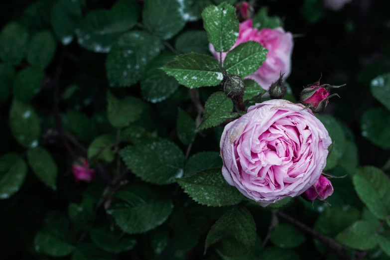 a close - up of some pink roses in bloom