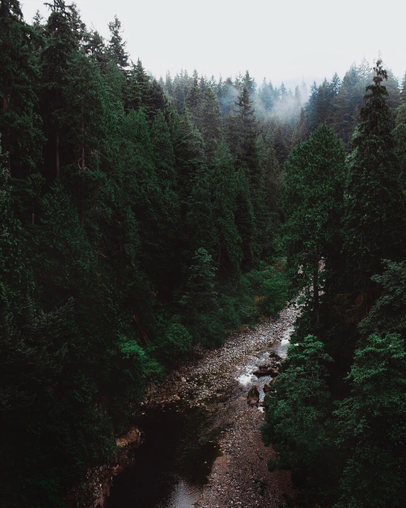 a stream running through a forest covered in pine