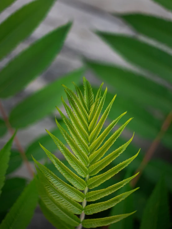 the small green frond of an evergreen tree