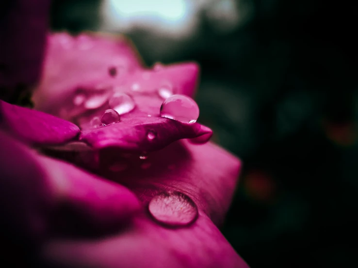 water droplets on a pink flower in the dark