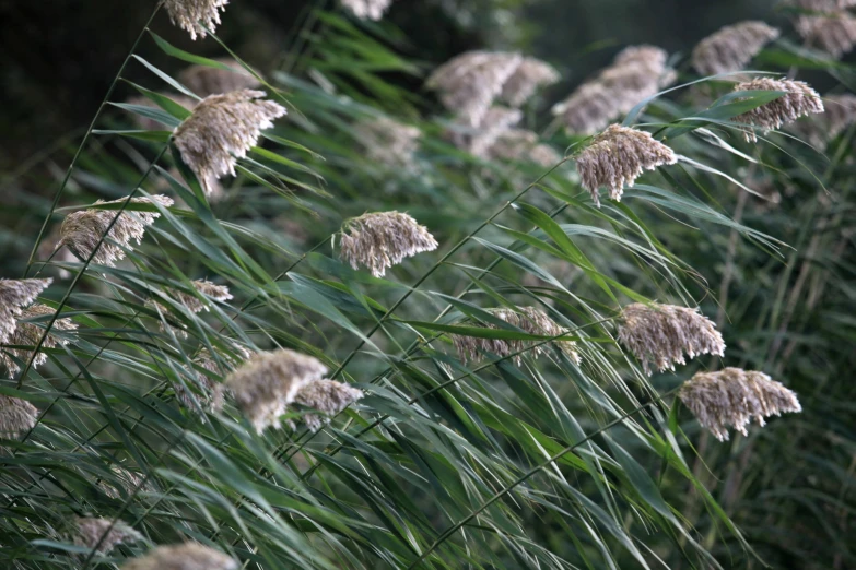 the grass is green with white flowers