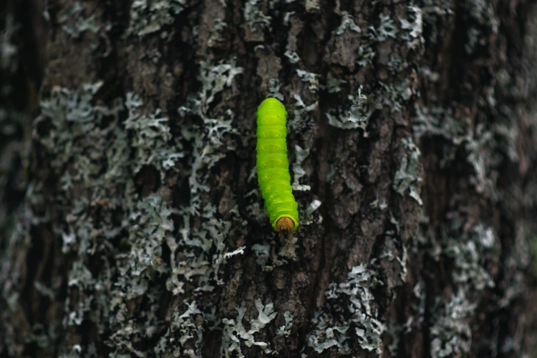 a green caterpillar attached to a tree trunk