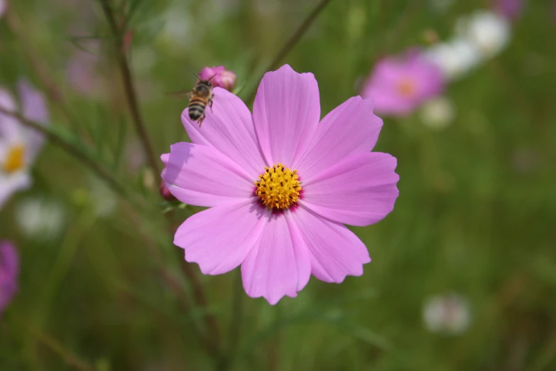 a bee is standing on a purple flower