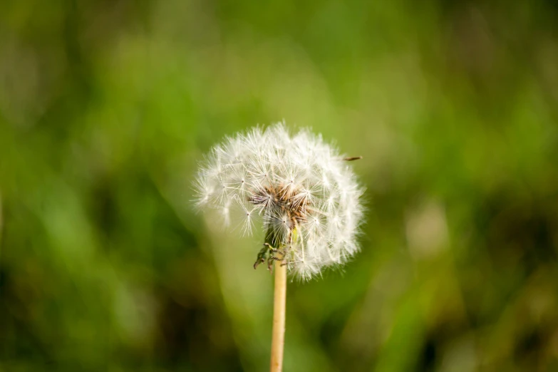 a dandelion is in focus with green background