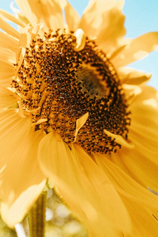 a sunflower with many brown pollen on it