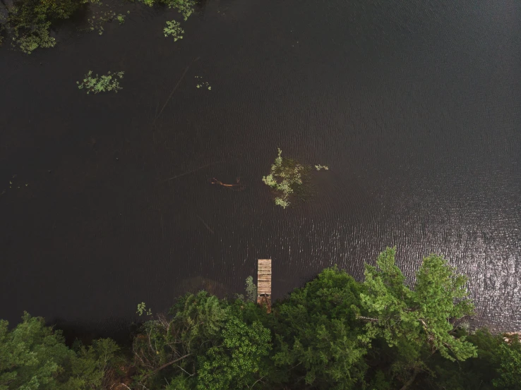 a large body of water surrounded by lush green trees