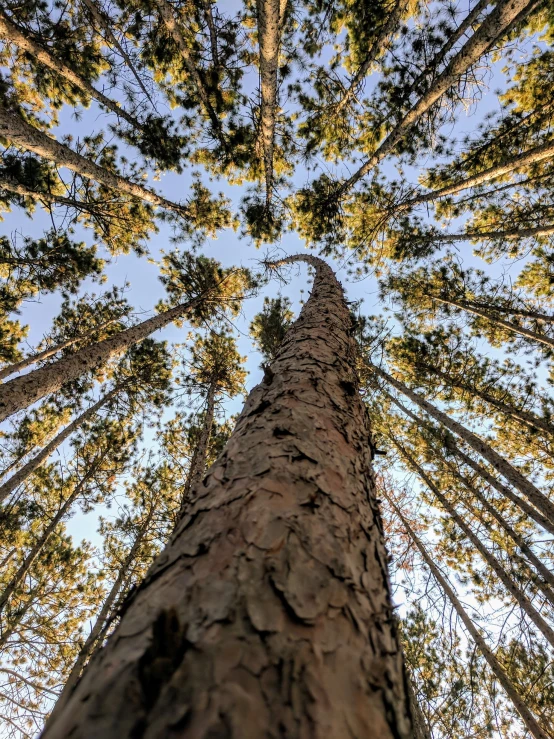 looking up at a tall tree with lots of leaves in the nches