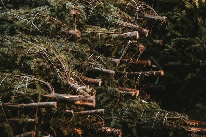 a forest full of trees cut down for the christmas tree