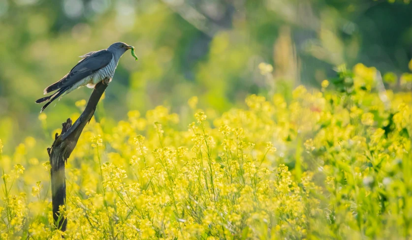 a bird perched on top of a wooden stick next to yellow flowers