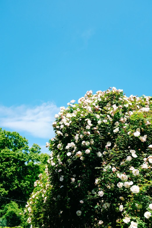 the big pink rose bush is blooming with white flowers