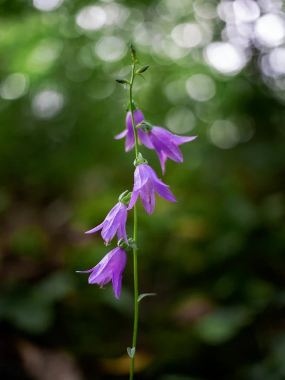 the purple flower is blooming in the woods