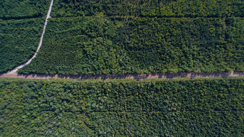 a large patch of grass is in between trees