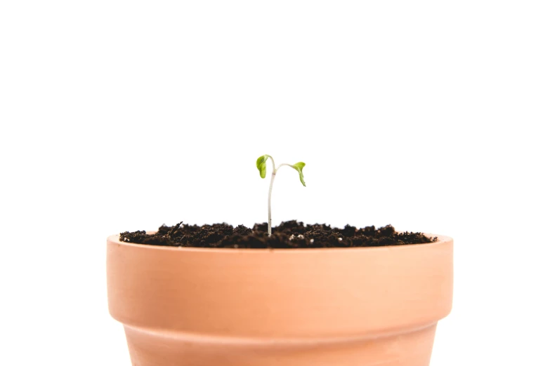 there is a plant in the corner of this plant pot