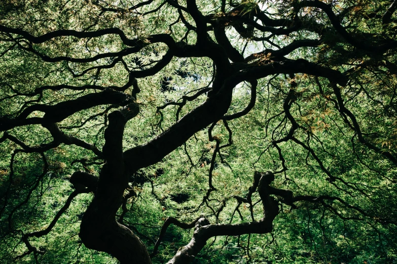 large tree leaves and nches on a sunny day