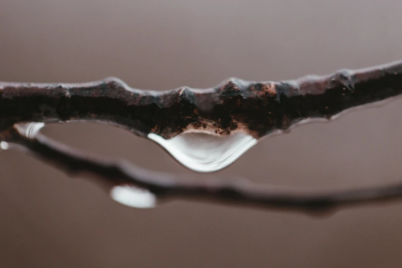 drops of water on a nch hanging by the end of the vine