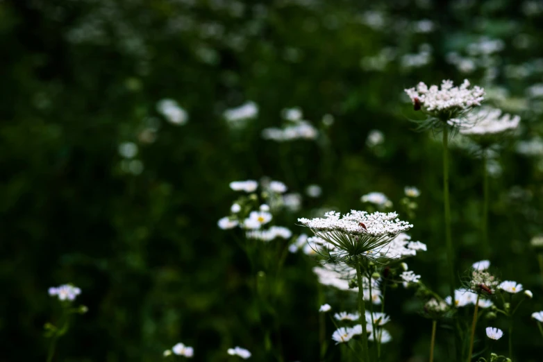 many white flowers that are growing in the grass