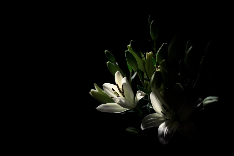 white flowers are in the dark with bright colors