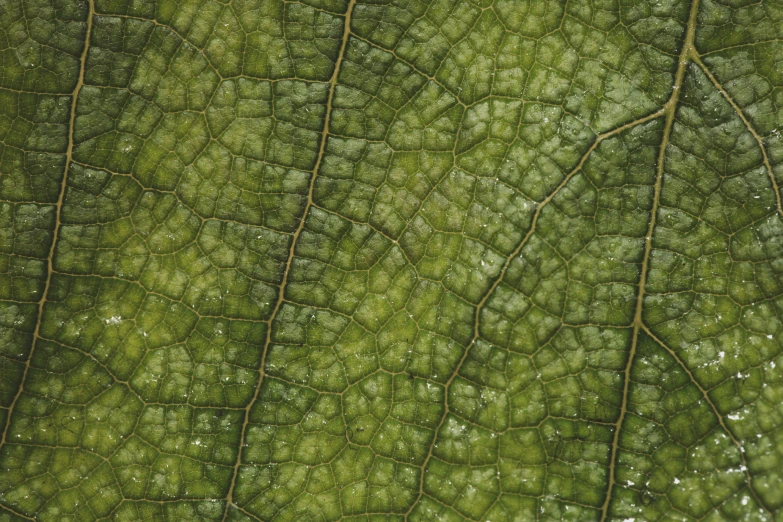 a green leaf with thin nches and a white background