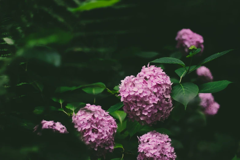 there is a lot of lilac on the plant