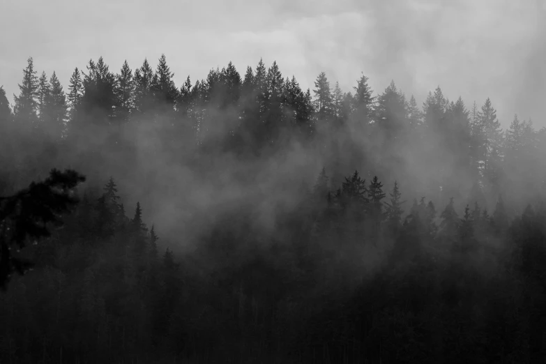 dark forest in fog with low hanging cloud