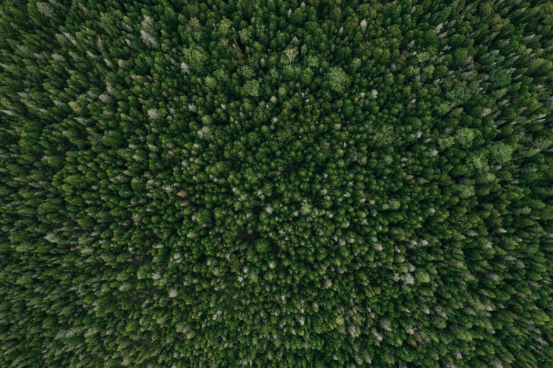 top down view of trees from a bird's - eye view
