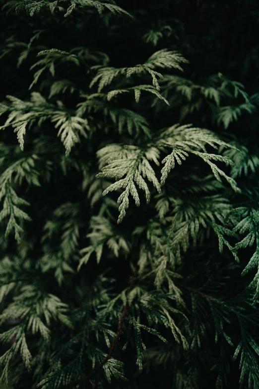 a plant with lots of green leaves on it