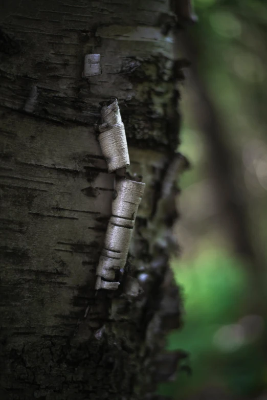 tree with peeling bark and the word on the bark